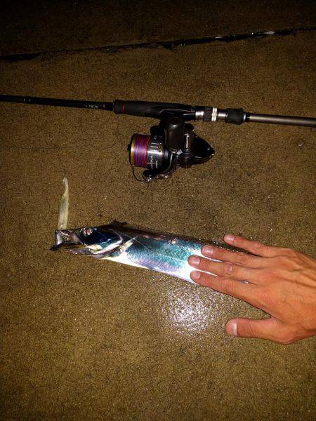 雑賀崎、外向きにてタチウオ