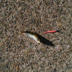 ポートアイランド、空港調査