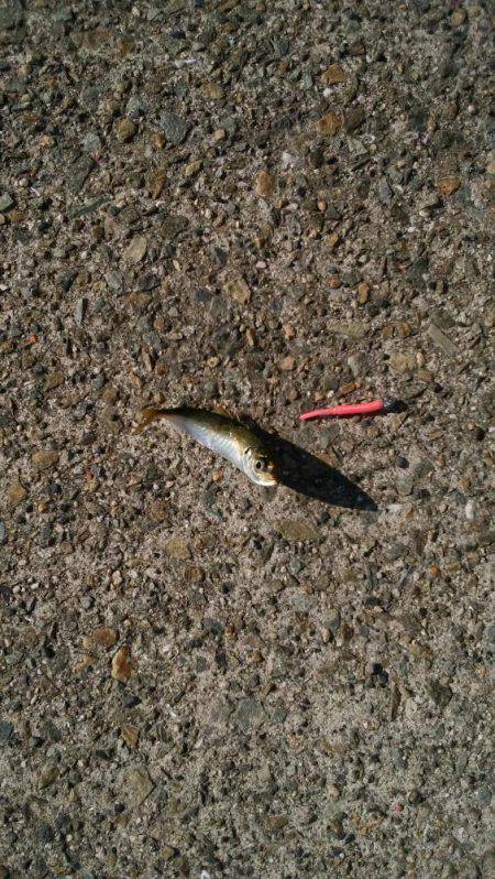 ポートアイランド、空港調査