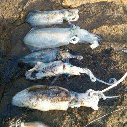 エギング練習会