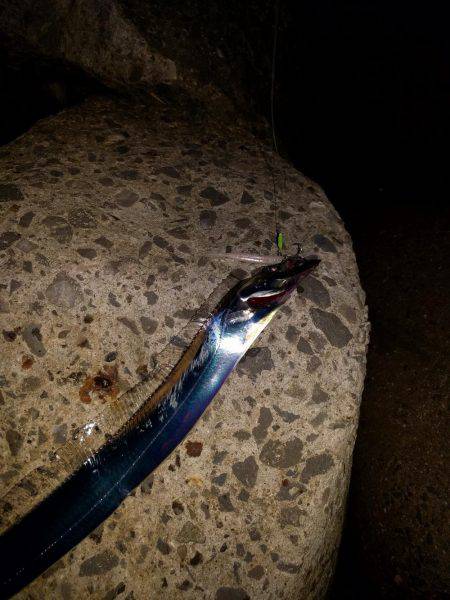 青岸のタチウオ