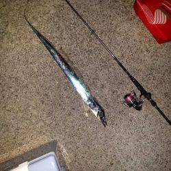 青岸にてタチウオと…