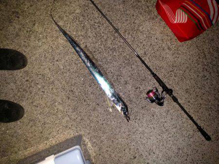 青岸にてタチウオと…