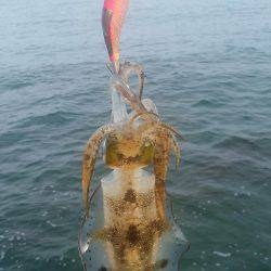 荒れる前にエギング