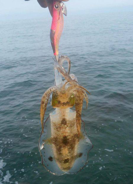 荒れる前にエギング