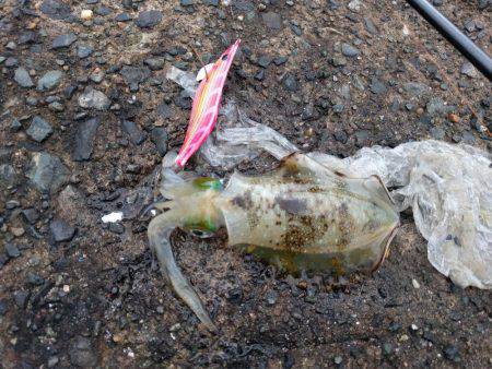 台風後のエギング