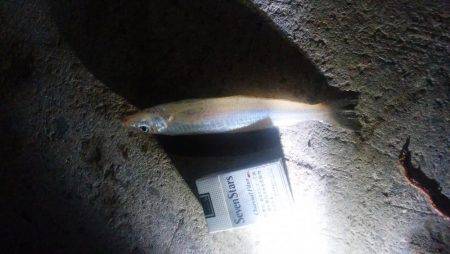 エグいキス釣れた