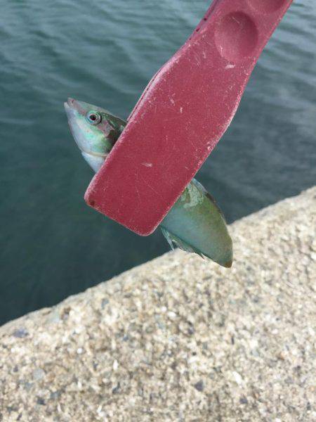 エサ取りはベラ