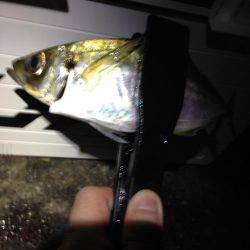 まさかのタチウオ坊主！？