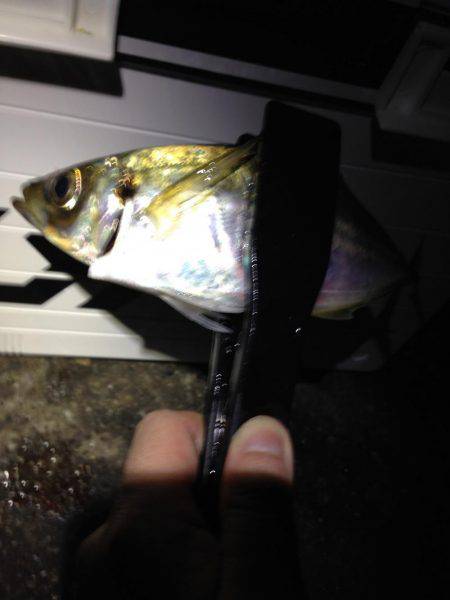 まさかのタチウオ坊主！？