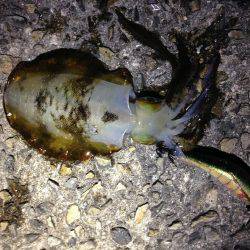 今年初エギング