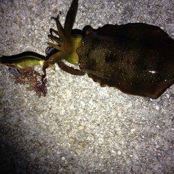 ケンサキとアオリと丸焼きと。