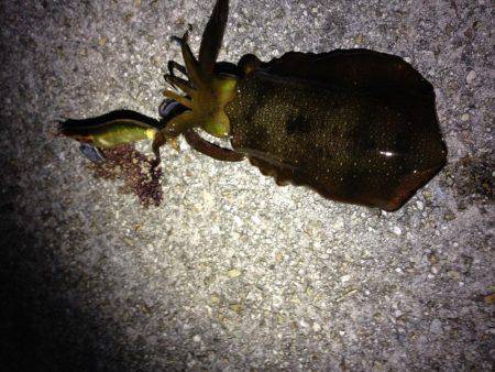 ケンサキとアオリと丸焼きと。