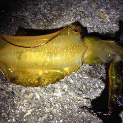 イカの天ぷらが食べたくて