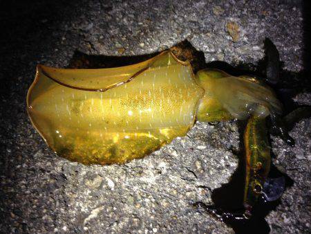 イカの天ぷらが食べたくて