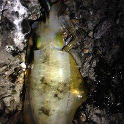 結構釣れました