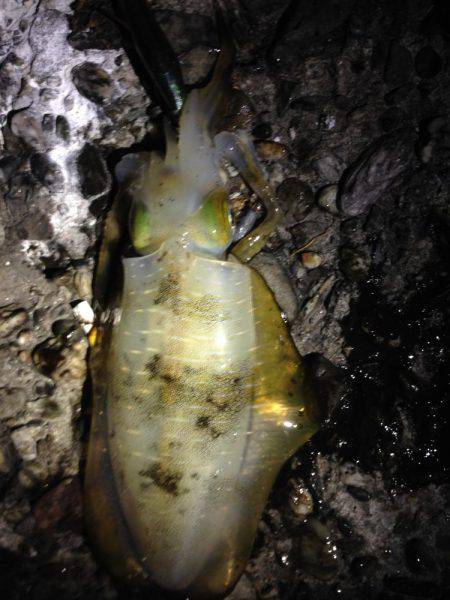 結構釣れました