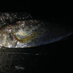 初めて釣った「シログチ」