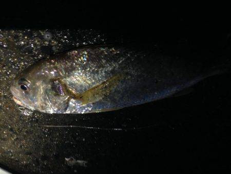 初めて釣った「シログチ」