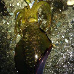 豪雨直後の朝マヅメ釣行 やっぱり渋い