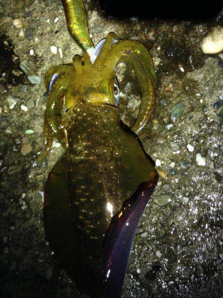 豪雨直後の朝マヅメ釣行 やっぱり渋い
