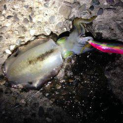 足元で釣れた！