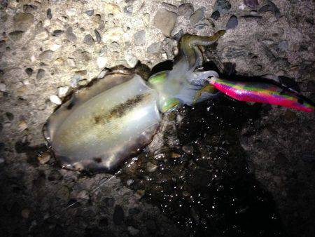 足元で釣れた！