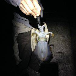 安物竿では当たり分からず。