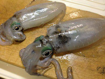 大雨後は渋い。