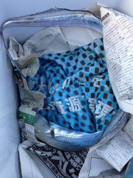 エギングでタチウオ