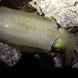 シンカーチューンで底狙い