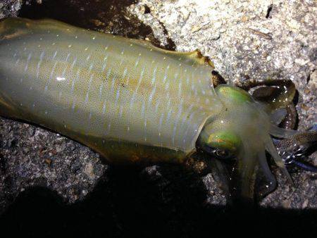 シンカーチューンで底狙い