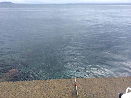 ボートエギングがダメになり陸っぱりエギングへ