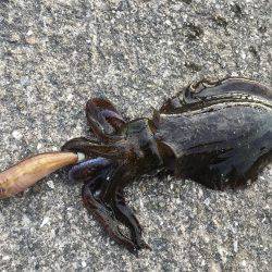 渋くもなく好調でもなく