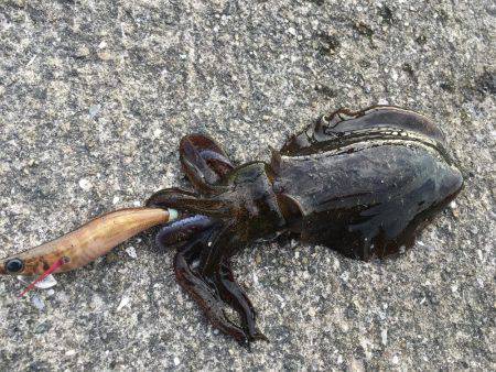 渋くもなく好調でもなく