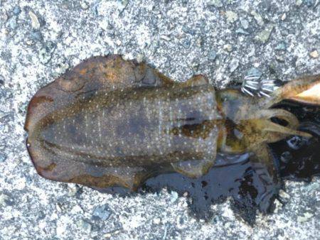 短時間エギング