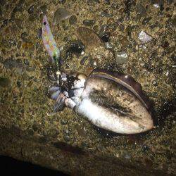 ナイトエギング