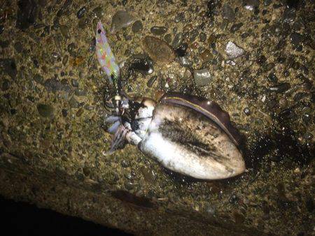 ナイトエギング