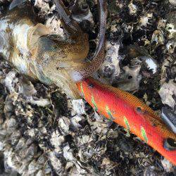 撃沈！秋イカ！