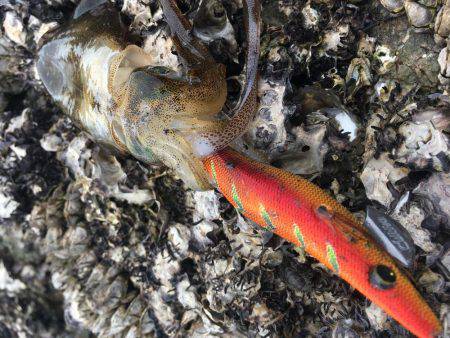 撃沈！秋イカ！