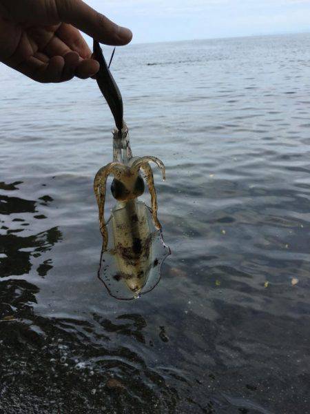 サーフエギング