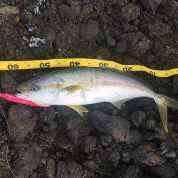 ショアマサ捕獲