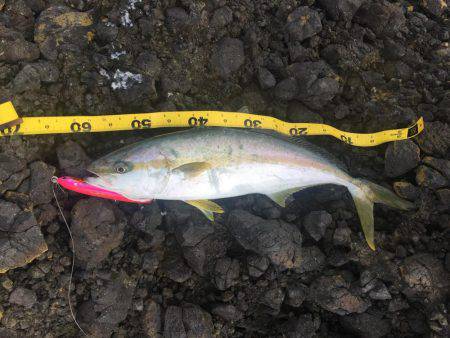 ショアマサ捕獲