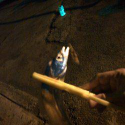 タチウオ&アジング