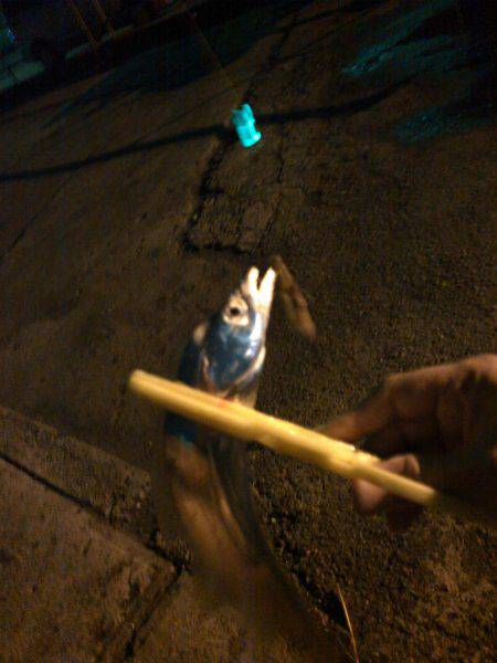 タチウオ&アジング