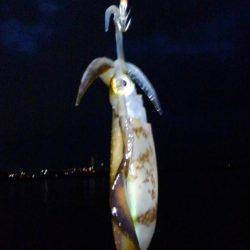 アオリのちツバス