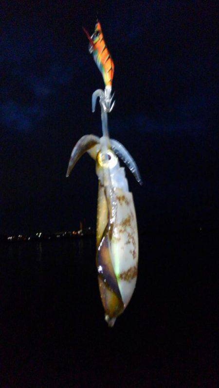 アオリのちツバス