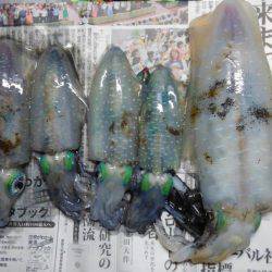 エギング、成長早いです！