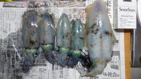 エギング、成長早いです！