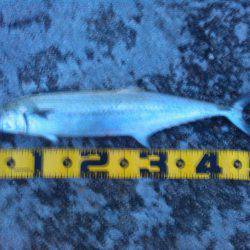 仕事を休んでの釣り　前編